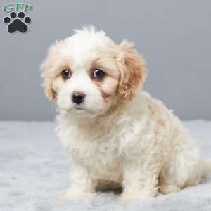 Charity, Cavachon Puppy